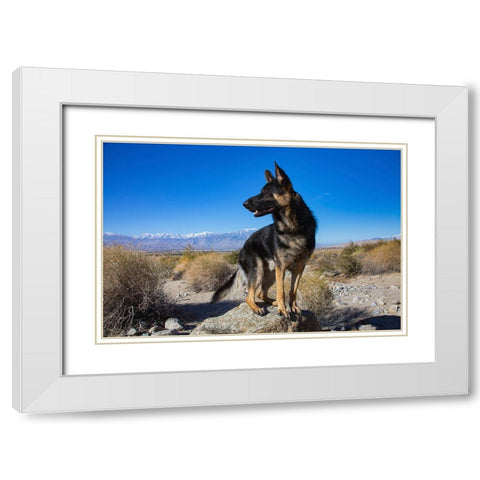German Shepherd in the Coachella Valley-California White Modern Wood Framed Art Print with Double Matting by Muench, Zandria