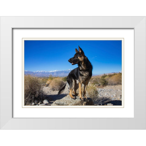 German Shepherd in the Coachella Valley-California White Modern Wood Framed Art Print with Double Matting by Muench, Zandria