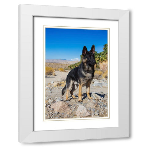 German Shepherd-Coachella Valley-California White Modern Wood Framed Art Print with Double Matting by Muench, Zandria