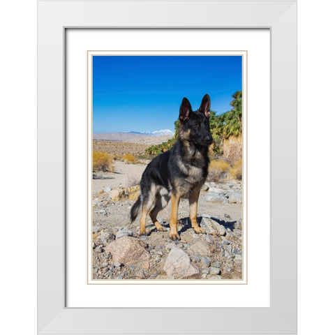 German Shepherd-Coachella Valley-California White Modern Wood Framed Art Print with Double Matting by Muench, Zandria