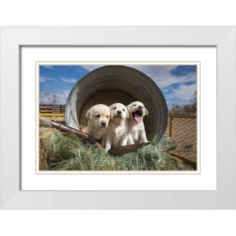 Labrador retriever puppies White Modern Wood Framed Art Print with Double Matting by Muench, Zandria