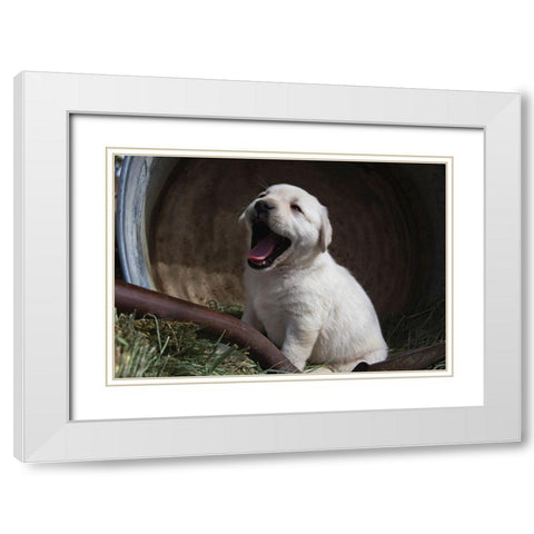 Labrador retriever puppies White Modern Wood Framed Art Print with Double Matting by Muench, Zandria