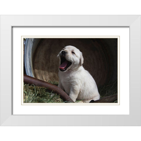 Labrador retriever puppies White Modern Wood Framed Art Print with Double Matting by Muench, Zandria