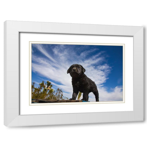 Labrador retriever puppies White Modern Wood Framed Art Print with Double Matting by Muench, Zandria