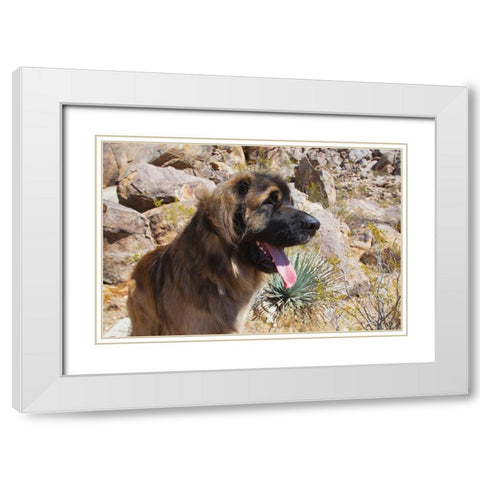 Leonbergers enjoying the high desert White Modern Wood Framed Art Print with Double Matting by Muench, Zandria