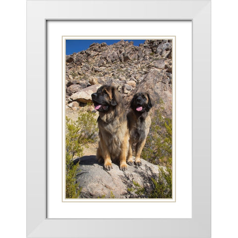 Leonbergers enjoying the high desert White Modern Wood Framed Art Print with Double Matting by Muench, Zandria