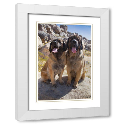 Leonbergers enjoying the high desert White Modern Wood Framed Art Print with Double Matting by Muench, Zandria