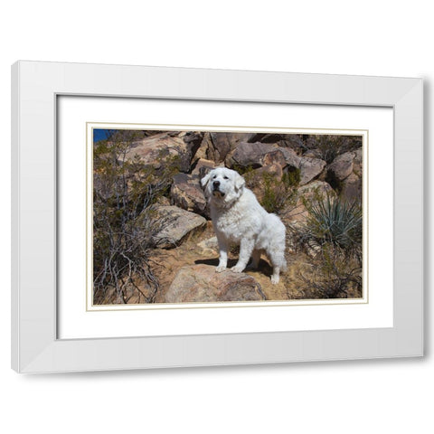 Great Pyrenees engoying the high desert White Modern Wood Framed Art Print with Double Matting by Muench, Zandria