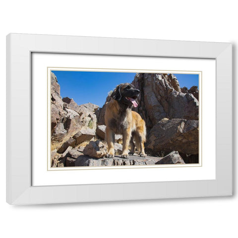 Leonberger waiting for the mail White Modern Wood Framed Art Print with Double Matting by Muench, Zandria