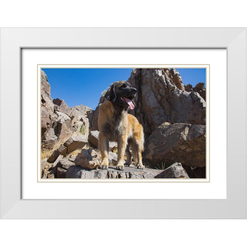 Leonberger waiting for the mail White Modern Wood Framed Art Print with Double Matting by Muench, Zandria