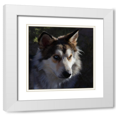 Portrait of rescue dog. White Modern Wood Framed Art Print with Double Matting by Muench, Zandria
