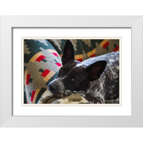 Australian cattle dog White Modern Wood Framed Art Print with Double Matting by Muench, Zandria