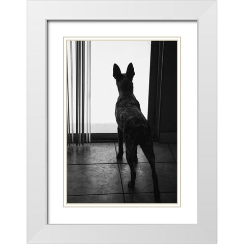 Australian cattle dog White Modern Wood Framed Art Print with Double Matting by Muench, Zandria
