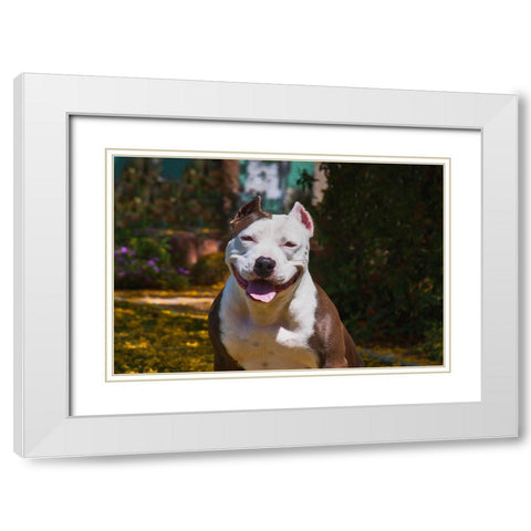 American pitt bull White Modern Wood Framed Art Print with Double Matting by Muench, Zandria