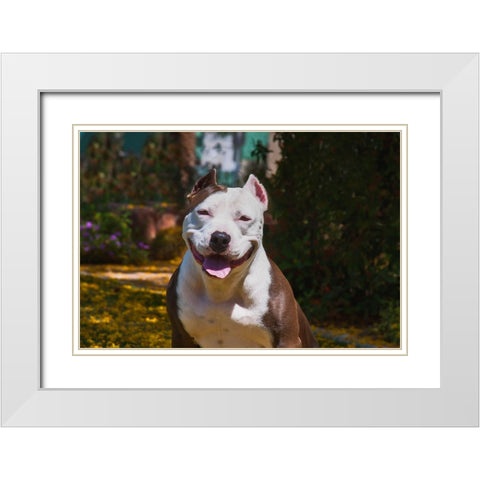 American pitt bull White Modern Wood Framed Art Print with Double Matting by Muench, Zandria