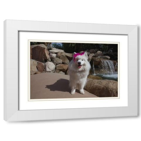 Samoyed in Palm Desert- California White Modern Wood Framed Art Print with Double Matting by Muench, Zandria