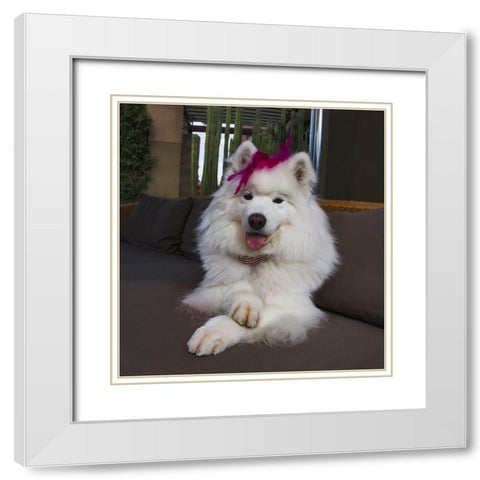 Samoyed in Palm Desert- California White Modern Wood Framed Art Print with Double Matting by Muench, Zandria