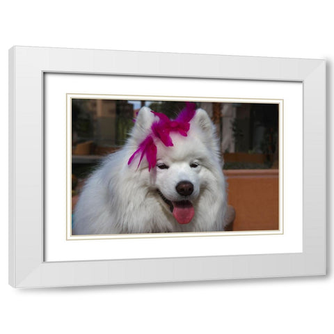 Samoyed in Palm Desert- California White Modern Wood Framed Art Print with Double Matting by Muench, Zandria