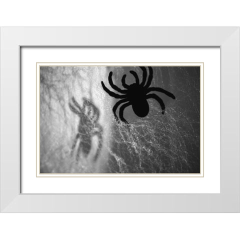 Spider on web White Modern Wood Framed Art Print with Double Matting by Muench, Zandria