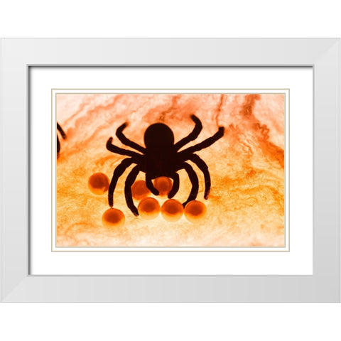 Spider on web White Modern Wood Framed Art Print with Double Matting by Muench, Zandria