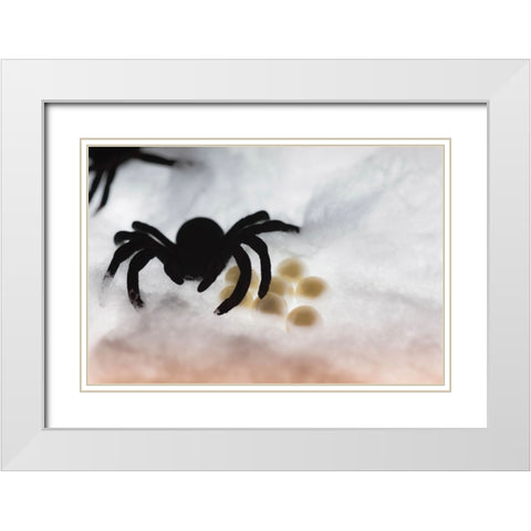 Spider on web White Modern Wood Framed Art Print with Double Matting by Muench, Zandria