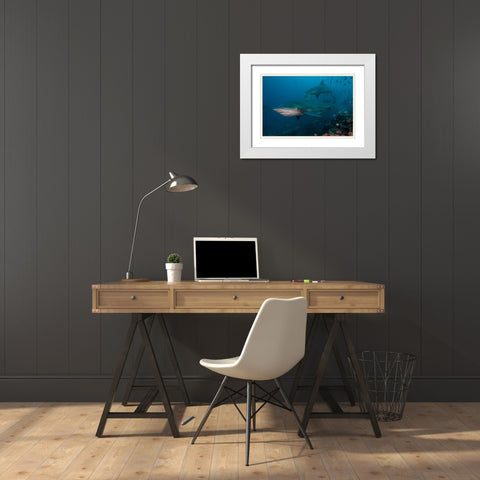 South Pacific-Fiji Bull sharks  White Modern Wood Framed Art Print with Double Matting by Jaynes Gallery