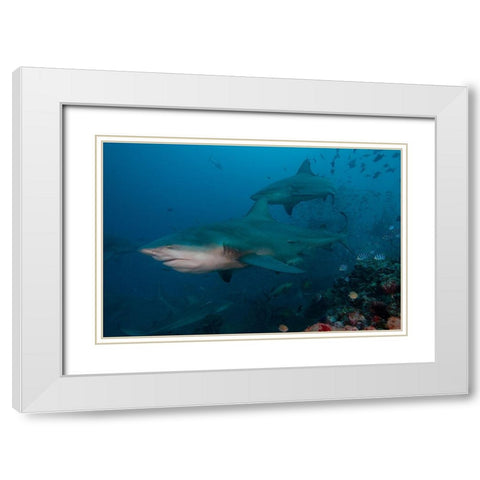 South Pacific-Fiji Bull sharks  White Modern Wood Framed Art Print with Double Matting by Jaynes Gallery