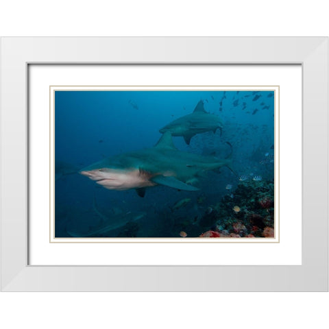 South Pacific-Fiji Bull sharks  White Modern Wood Framed Art Print with Double Matting by Jaynes Gallery