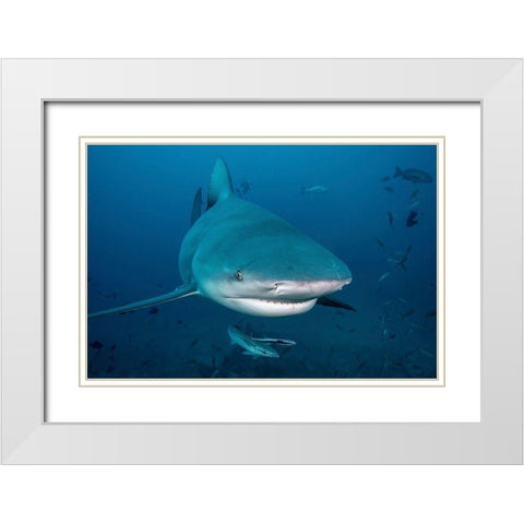 South Pacific-Fiji Bull shark close-up  White Modern Wood Framed Art Print with Double Matting by Jaynes Gallery