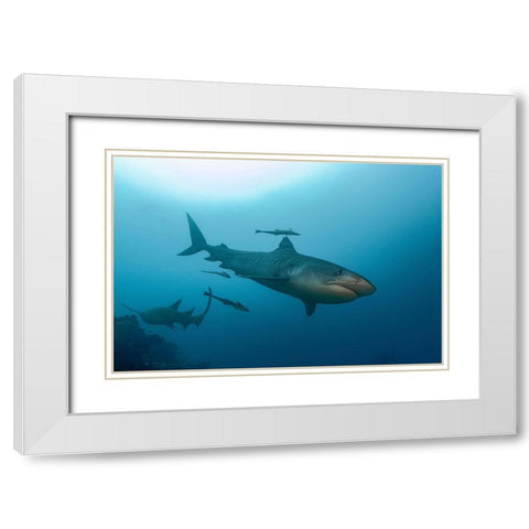 South Pacific-Fiji Tiger shark close-up  White Modern Wood Framed Art Print with Double Matting by Jaynes Gallery