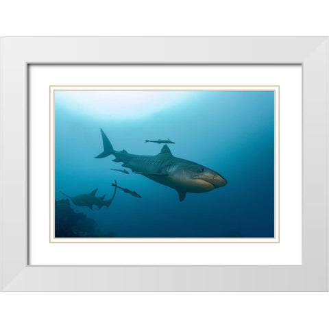 South Pacific-Fiji Tiger shark close-up  White Modern Wood Framed Art Print with Double Matting by Jaynes Gallery