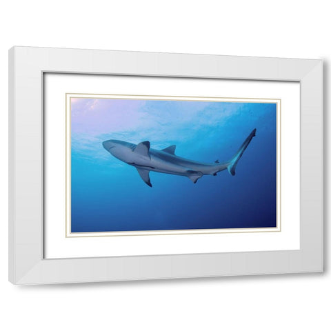 South Pacific-Fiji Blacktip shark close-up  White Modern Wood Framed Art Print with Double Matting by Jaynes Gallery