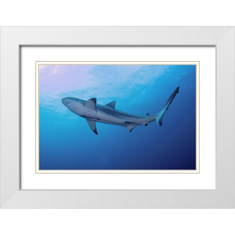 South Pacific-Fiji Blacktip shark close-up  White Modern Wood Framed Art Print with Double Matting by Jaynes Gallery