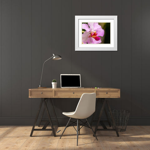 Fiji-Viti Levu Pink orchid close-up White Modern Wood Framed Art Print with Double Matting by Merrill Images