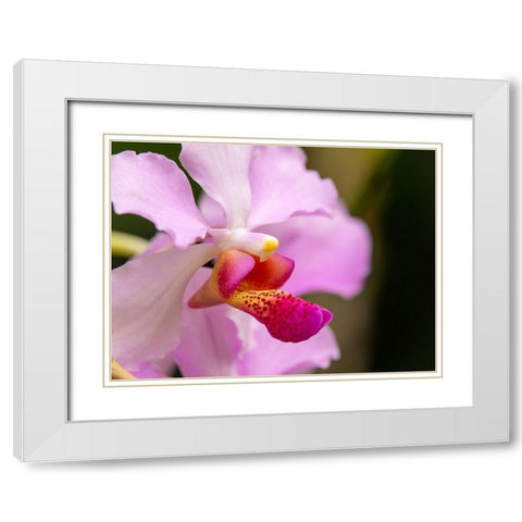 Fiji-Viti Levu Pink orchid close-up White Modern Wood Framed Art Print with Double Matting by Merrill Images