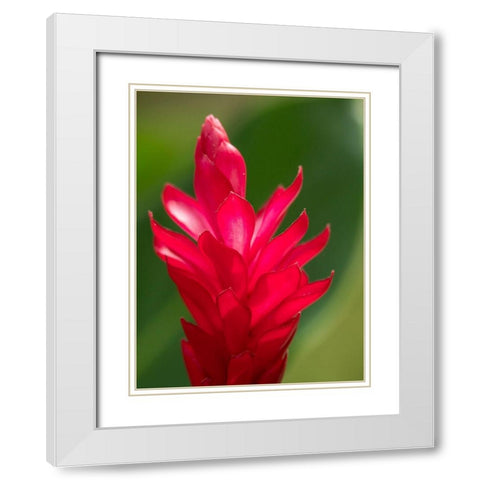 Fiji-Viti Levu Red Ginger Flower (Alpinia purpurata) White Modern Wood Framed Art Print with Double Matting by Merrill Images
