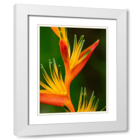 Fiji-Vanua Levu Close-up of Bird Of Paradise plant White Modern Wood Framed Art Print with Double Matting by Merrill Images