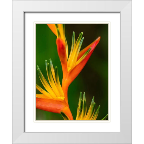 Fiji-Vanua Levu Close-up of Bird Of Paradise plant White Modern Wood Framed Art Print with Double Matting by Merrill Images