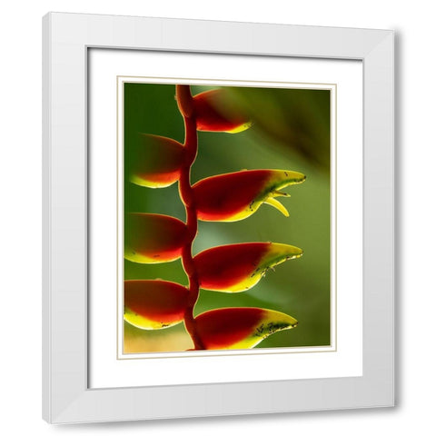 Fiji-Vanua Levu Close-up of Heliconia plant White Modern Wood Framed Art Print with Double Matting by Merrill Images