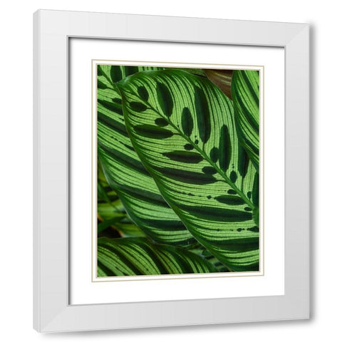 Fiji-Vanua Levu Back-lit green leaves showing veins White Modern Wood Framed Art Print with Double Matting by Merrill Images