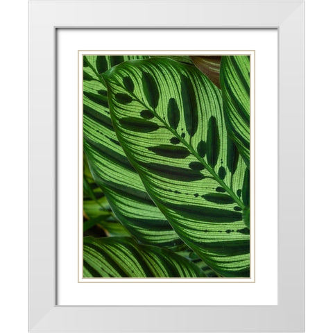 Fiji-Vanua Levu Back-lit green leaves showing veins White Modern Wood Framed Art Print with Double Matting by Merrill Images