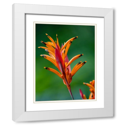 Fiji-Vanua Levu False Bird Of Paradise Flower (Heliconia psittacorum) White Modern Wood Framed Art Print with Double Matting by Merrill Images
