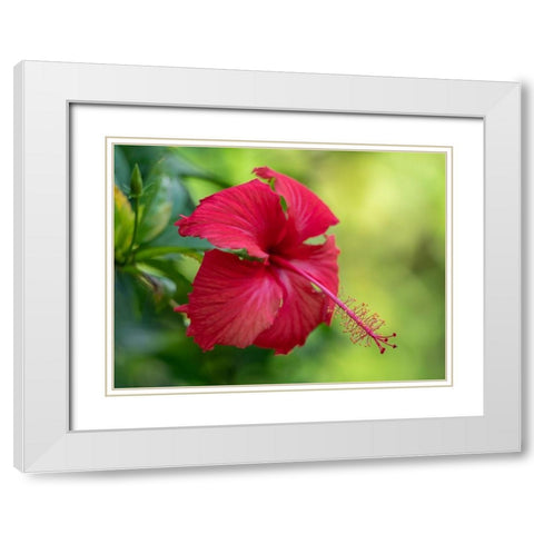 Fiji-Taveuni Island Close-up of Hibiscus flower White Modern Wood Framed Art Print with Double Matting by Merrill Images