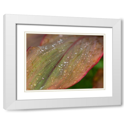 Fiji-Taveuni Island Water droplets on a red and green leaf White Modern Wood Framed Art Print with Double Matting by Merrill Images
