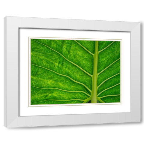 Fiji-Taveuni Island Back-lit close-up of a green leaf showing veins White Modern Wood Framed Art Print with Double Matting by Merrill Images
