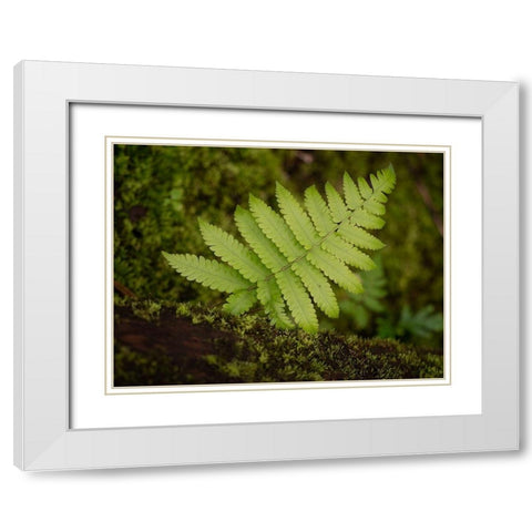 Fiji-Taveuni Island Small fern on a moss-covered log White Modern Wood Framed Art Print with Double Matting by Merrill Images