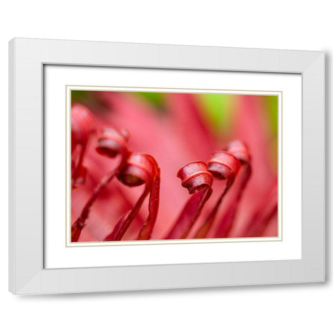 Fiji-Taveuni Island Close-up of a red-tipped Fern White Modern Wood Framed Art Print with Double Matting by Merrill Images