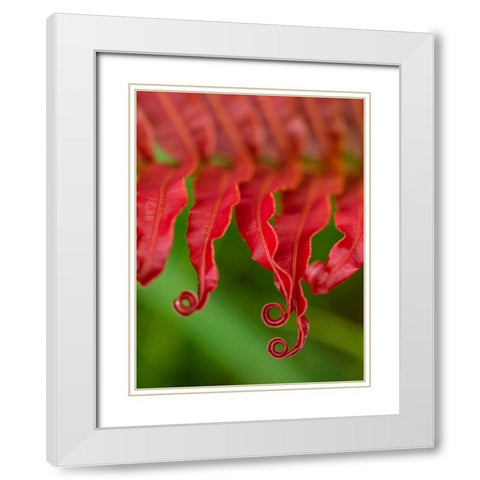 Fiji-Taveuni Island Close-up of a red-tipped Fern White Modern Wood Framed Art Print with Double Matting by Merrill Images