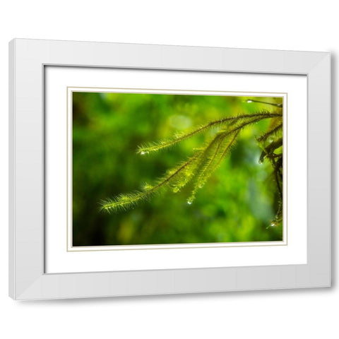 Fiji-Taveuni Island Close-up of a small fern with water drops White Modern Wood Framed Art Print with Double Matting by Merrill Images