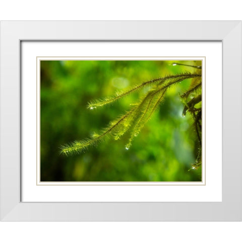 Fiji-Taveuni Island Close-up of a small fern with water drops White Modern Wood Framed Art Print with Double Matting by Merrill Images